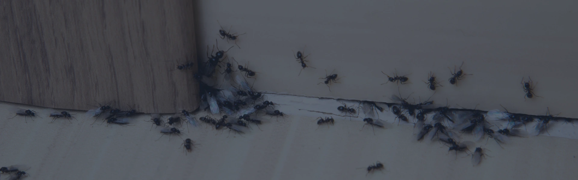 Insectes nuisibles